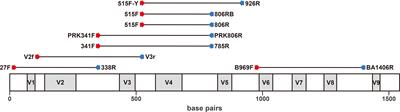Comparative analyses of eight primer sets commonly used to target the bacterial 16S rRNA gene for marine metabarcoding-based studies